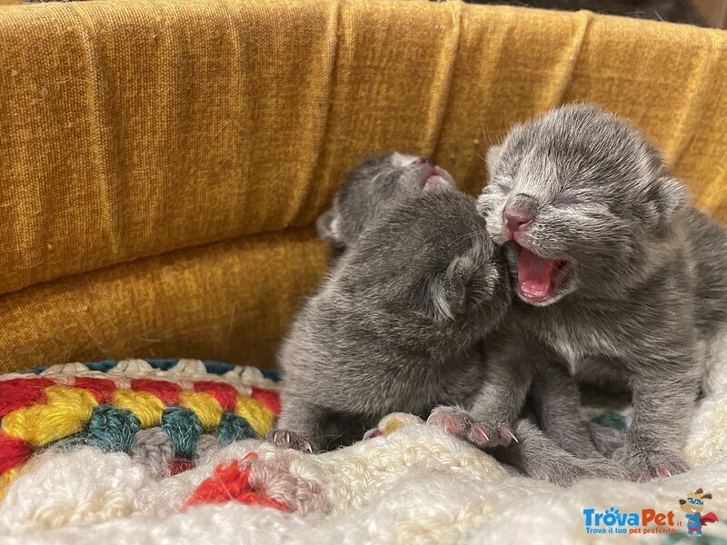 Scottish fold e Straight - Foto n. 1