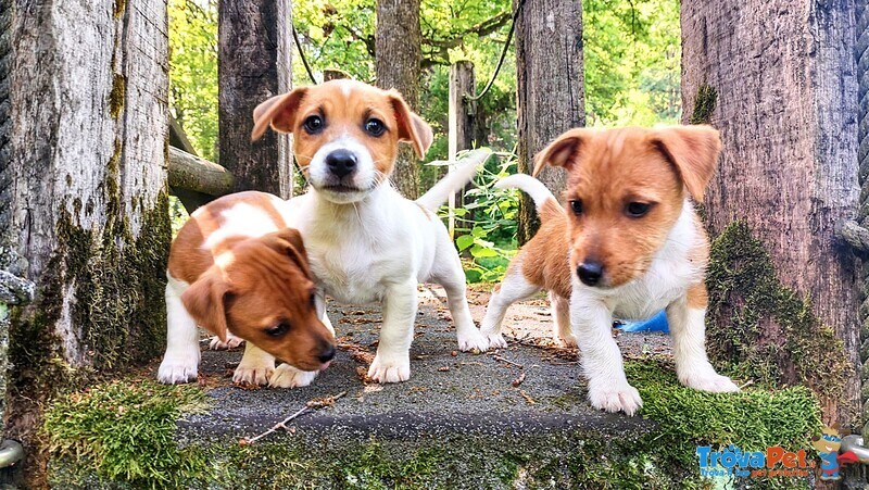 Cucciolo jack Russell - Foto n. 5