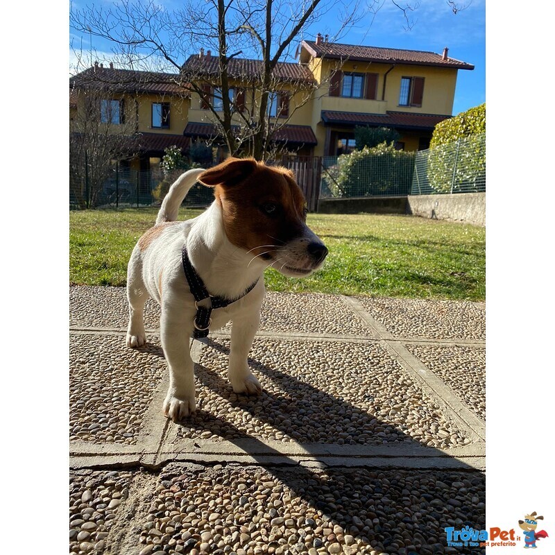 Cucciolo jack Russell - Foto n. 9