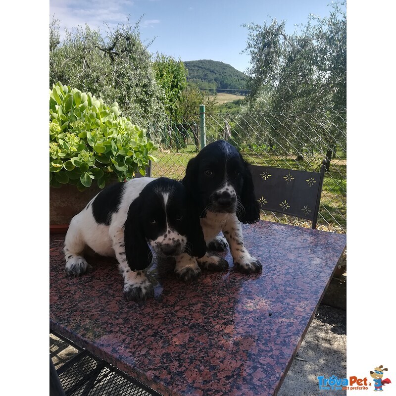 Springer Spaniel Inglese - Foto n. 1