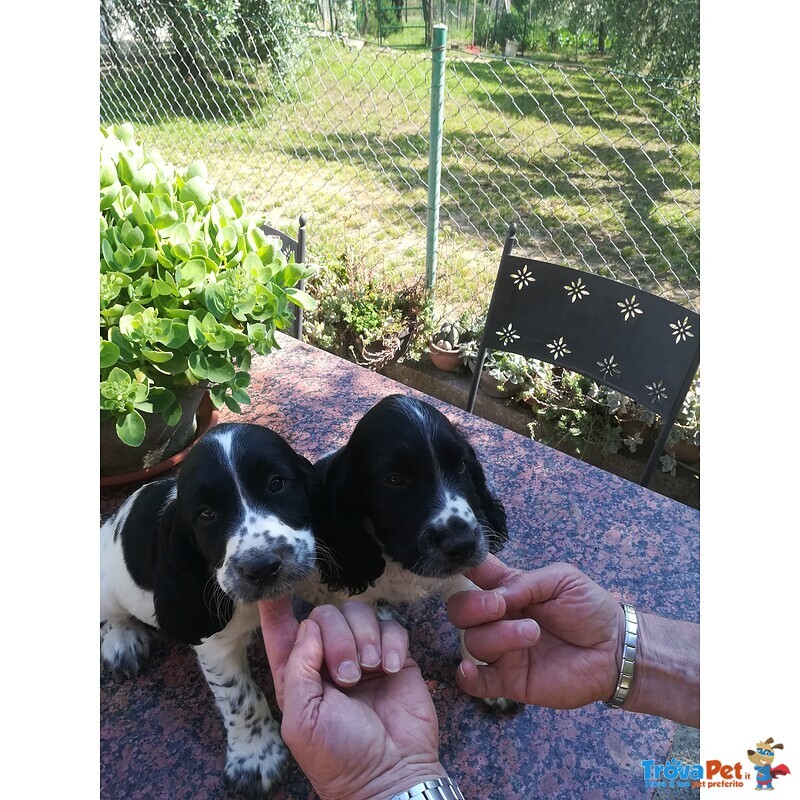 Springer Spaniel Inglese - Foto n. 2