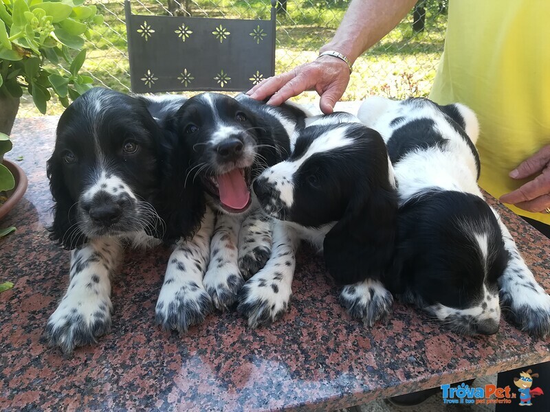 Springer Spaniel Inglese - Foto n. 4