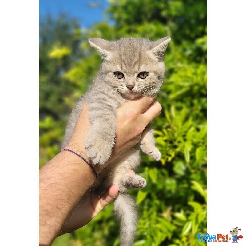 Scottish Straight Shorthair - Foto n. 2