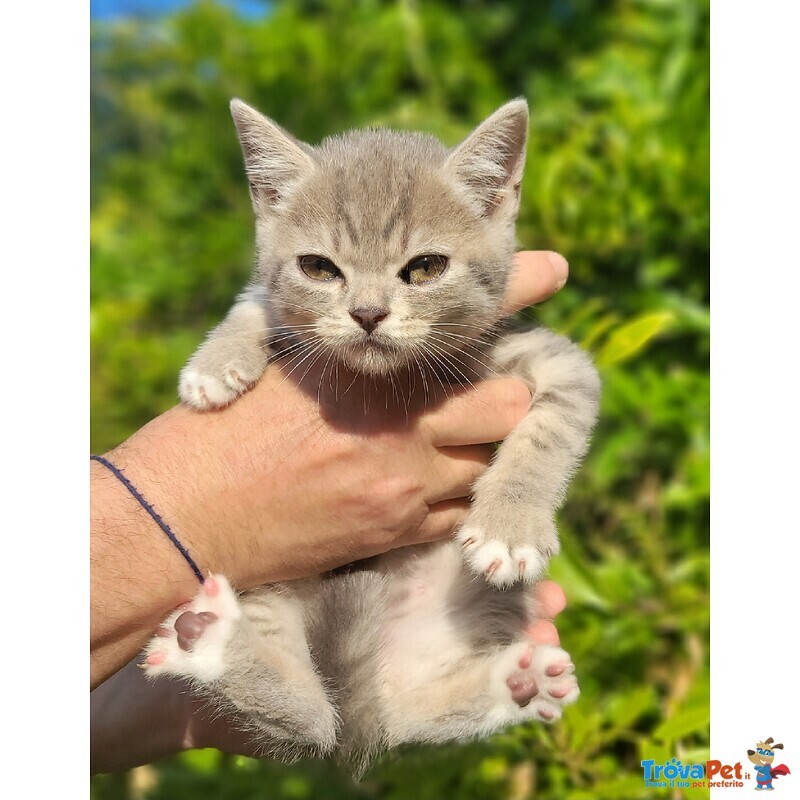 Scottish Straight Shorthair - Foto n. 1