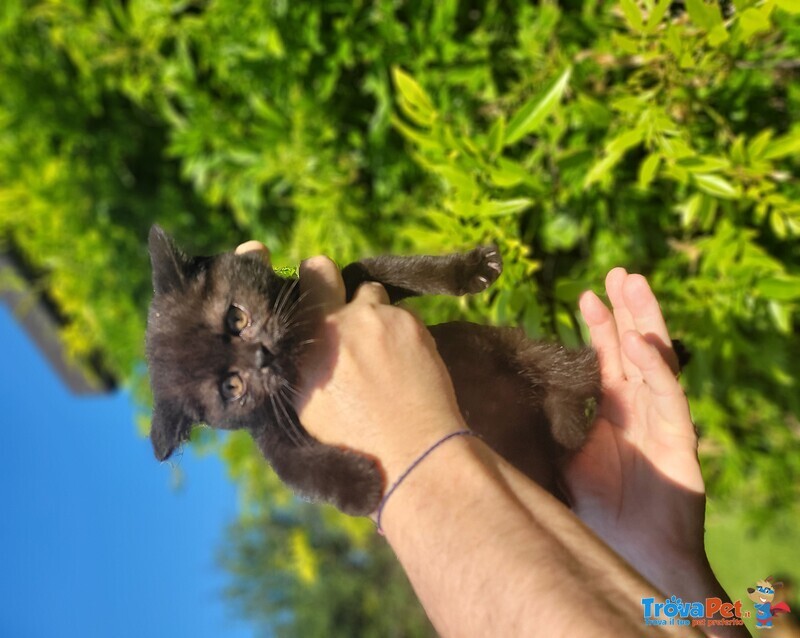 Scottish Straight Shorthair - Foto n. 5