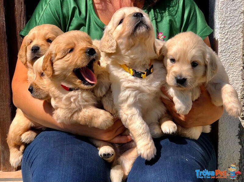 Cuccioli Golden Retriever Linea Inglese Pedigree Enci - Foto n. 1