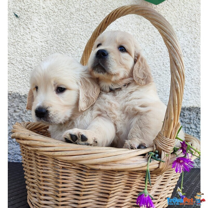 Cuccioli Golden Retriever Linea Inglese Pedigree Enci - Foto n. 3