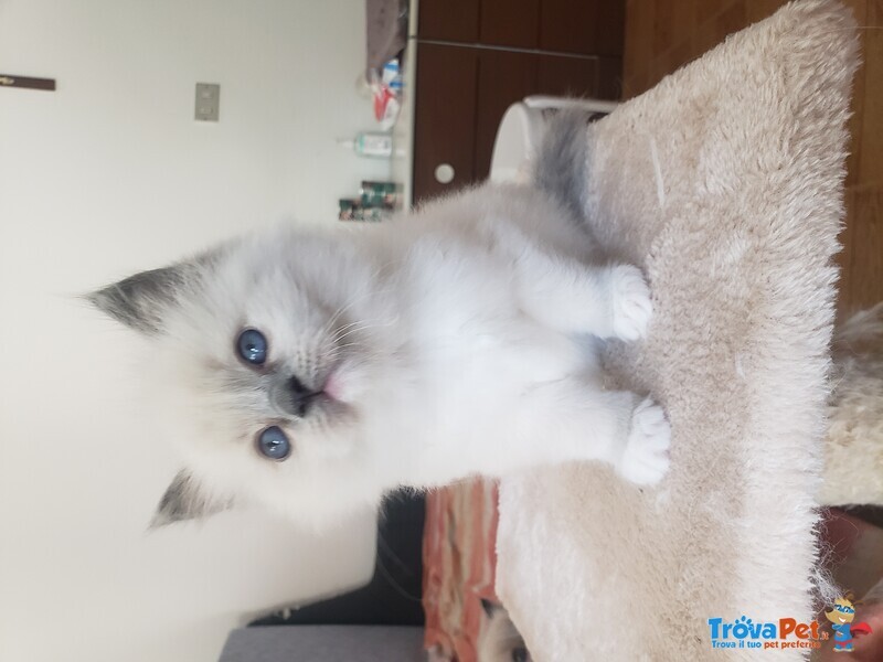 Cucciola Ragdoll con Pedigree - Foto n. 2