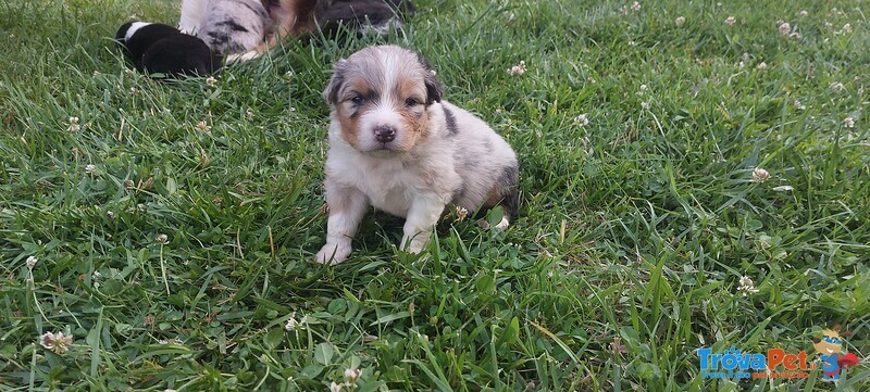 Cuccioli di Pastore Astraliano con Pedigree - Foto n. 7