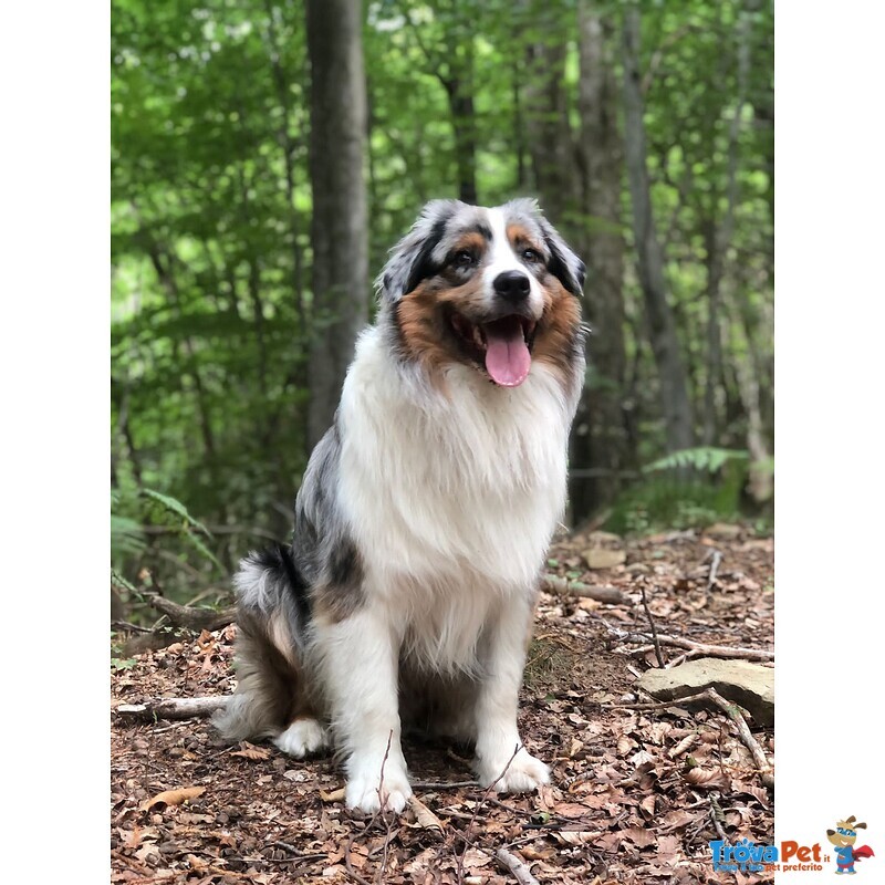 Cuccioli di Pastore Astraliano con Pedigree - Foto n. 9