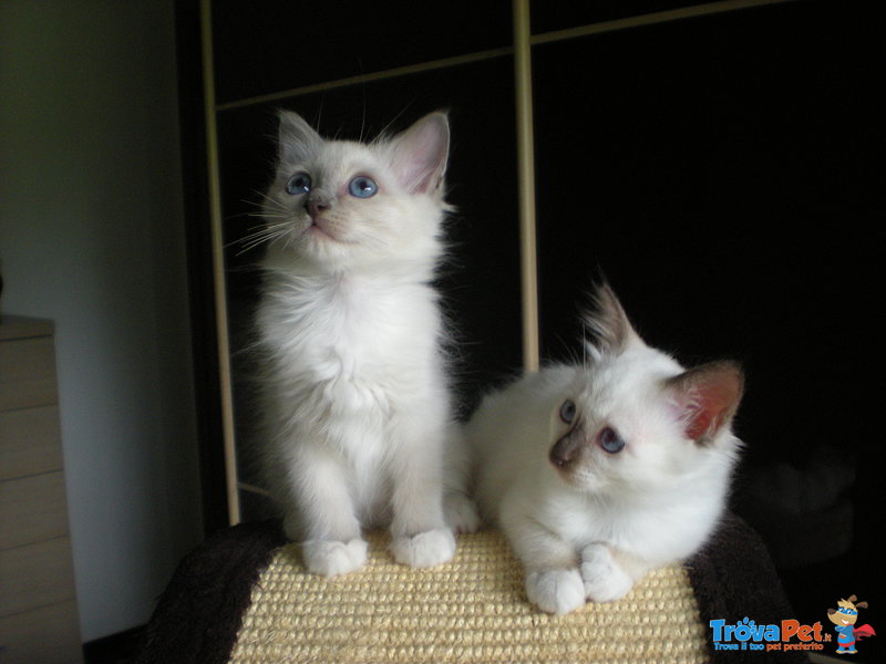 Cuccioli di Gatto Sacro di Birmania - Foto n. 2