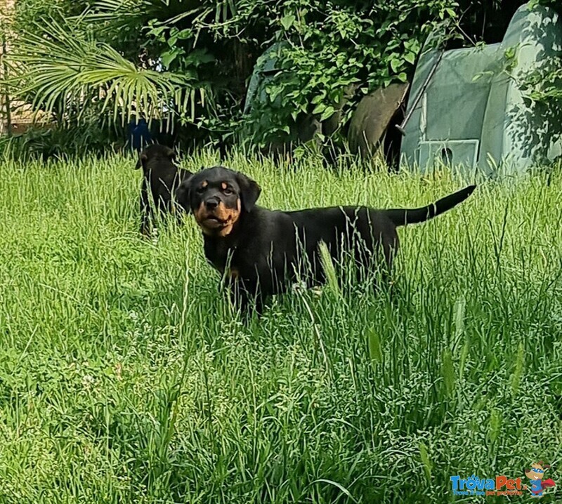 Cucciolo Rottweiler Maschio - Foto n. 1