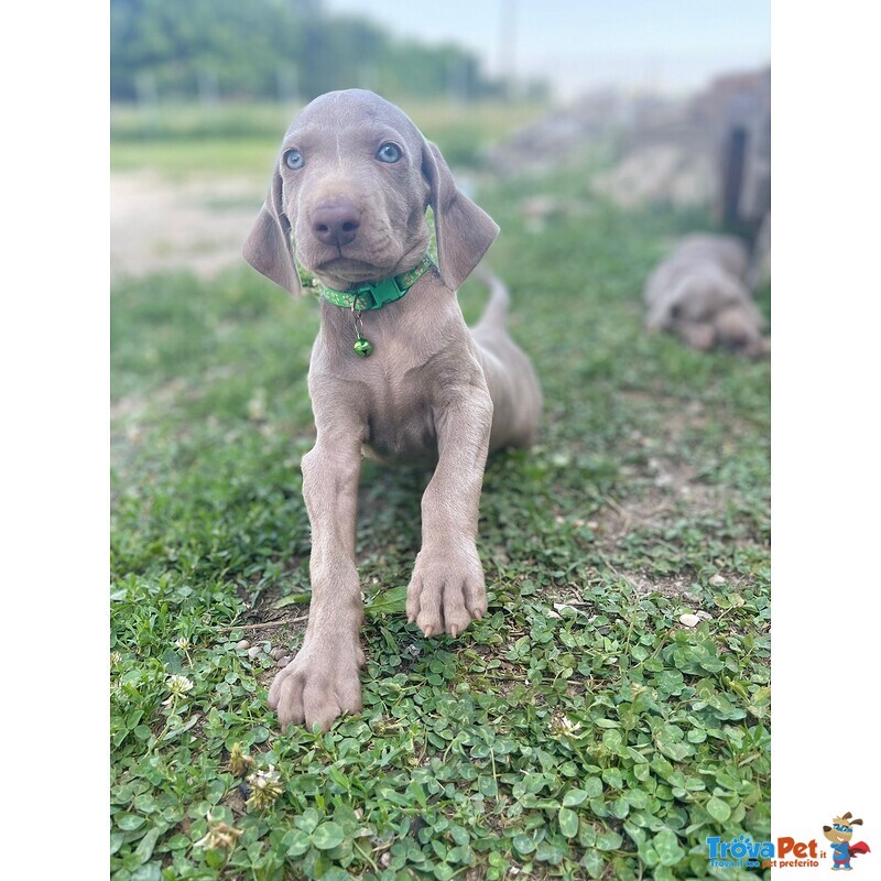 Cucciolo di Weimaraner - Foto n. 2