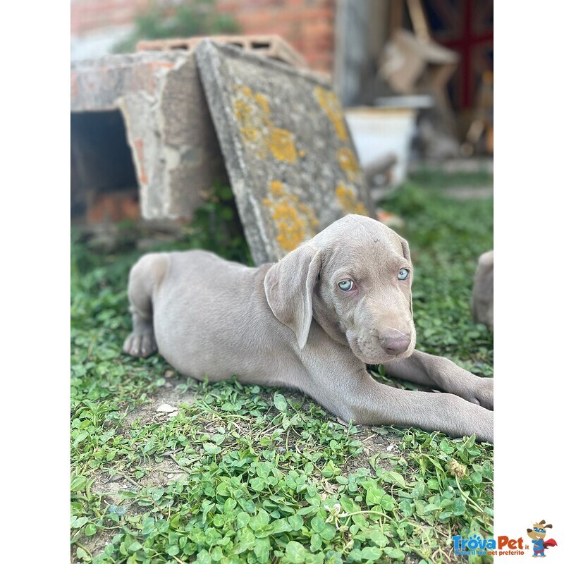 Cucciolo di Weimaraner - Foto n. 1