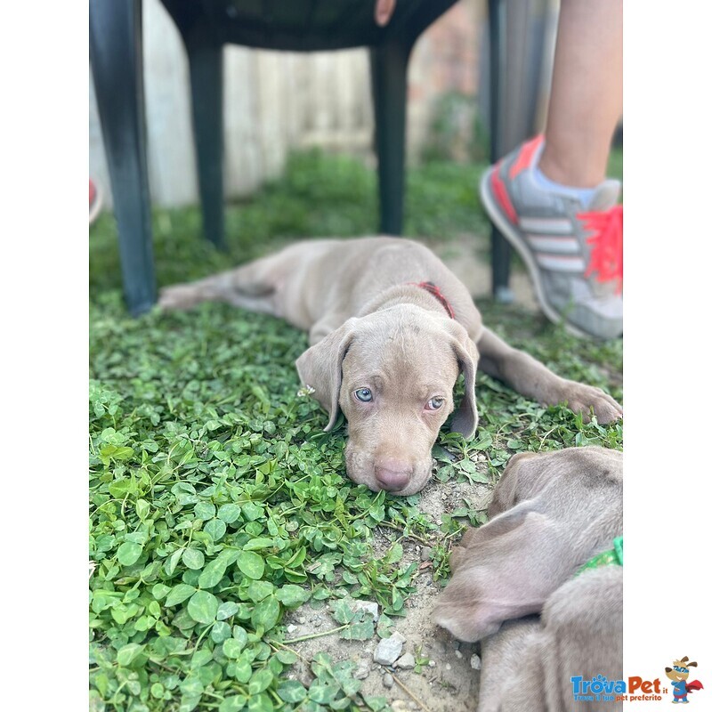 Cucciolo di Weimaraner - Foto n. 3