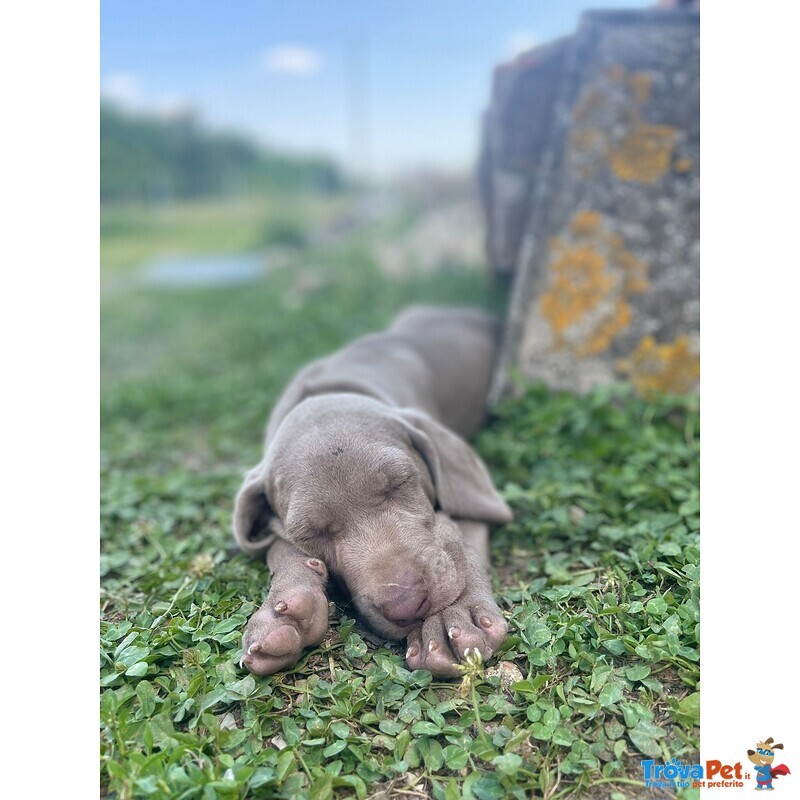 Cucciolo di Weimaraner - Foto n. 4