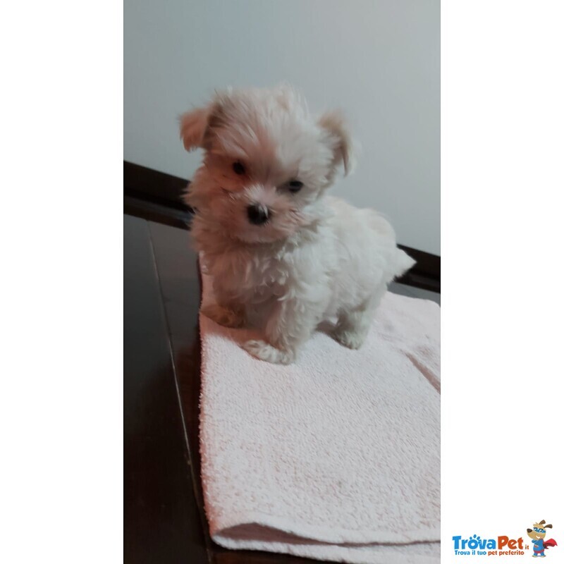 Bellissimo Cucciolo di Maltese Maschio - Foto n. 1