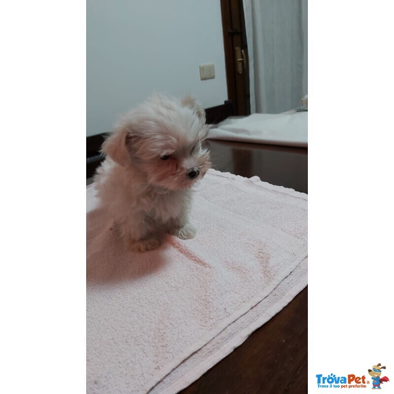 Bellissimo Cucciolo di Maltese Maschio - Foto n. 2