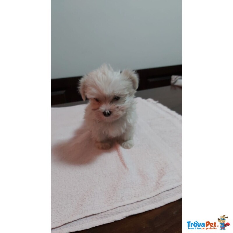 Bellissimo Cucciolo di Maltese Maschio - Foto n. 3