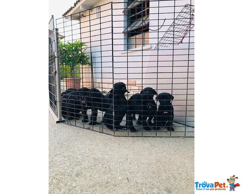 Cuccioli di cane Corso con Pedigree - Foto n. 1