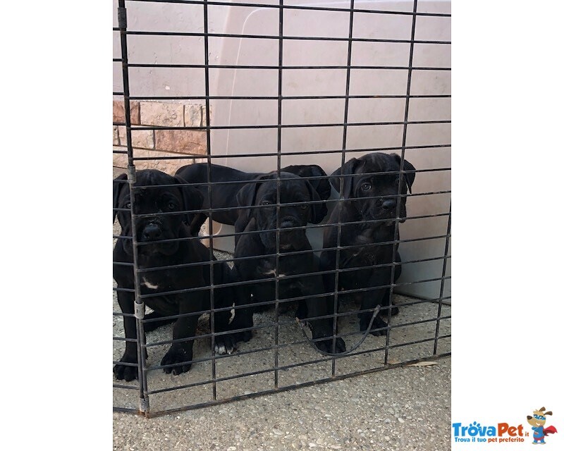 Cuccioli di cane Corso con Pedigree - Foto n. 2