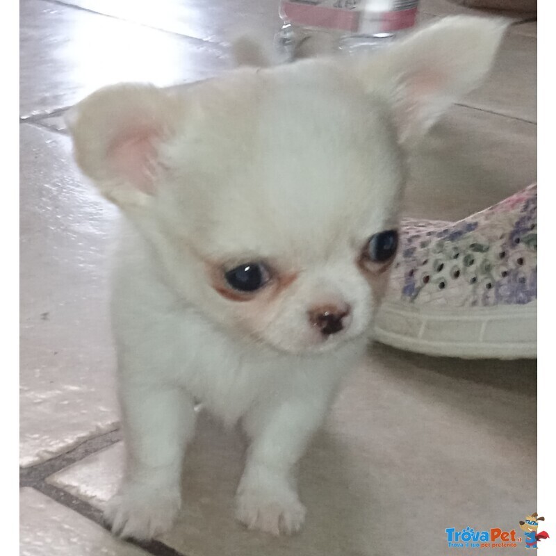 Cuccioli Chihuahua con Pedigree - Foto n. 1