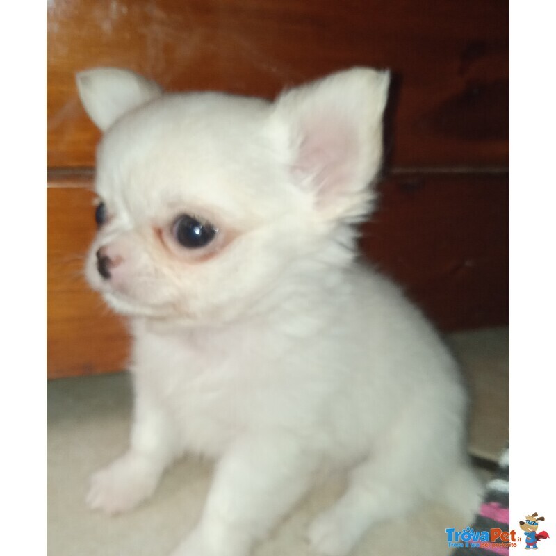 Cuccioli Chihuahua con Pedigree - Foto n. 2