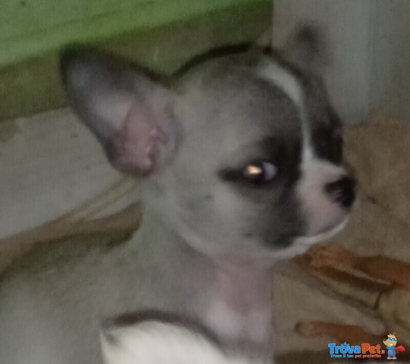 Cuccioli Chihuahua con Pedigree - Foto n. 4