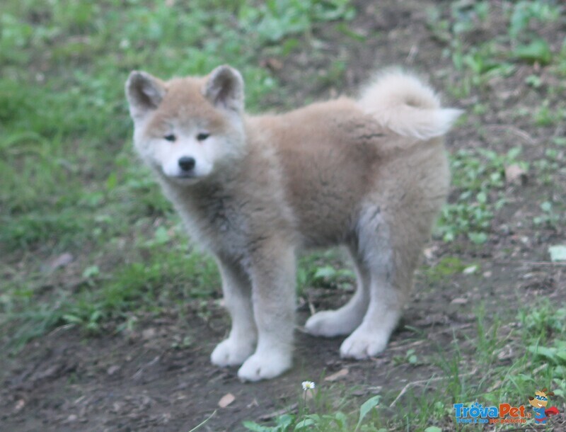 Cuccioli Akita - Foto n. 2