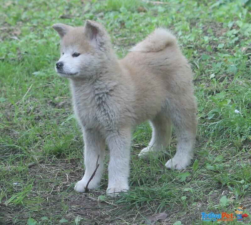 Cuccioli Akita - Foto n. 3