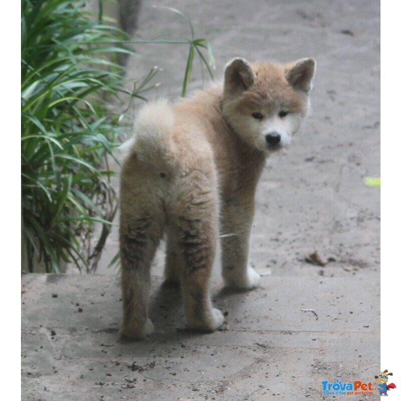 Cuccioli Akita - Foto n. 4