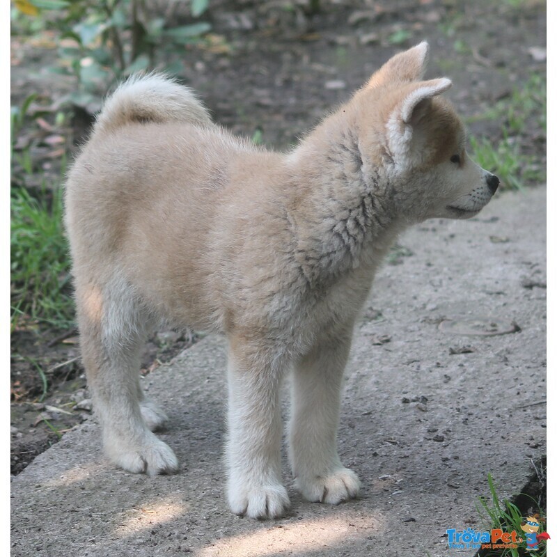 Cuccioli Akita - Foto n. 5