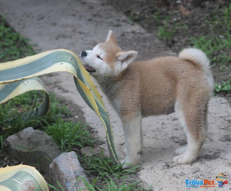 Cuccioli Akita - Foto n. 6