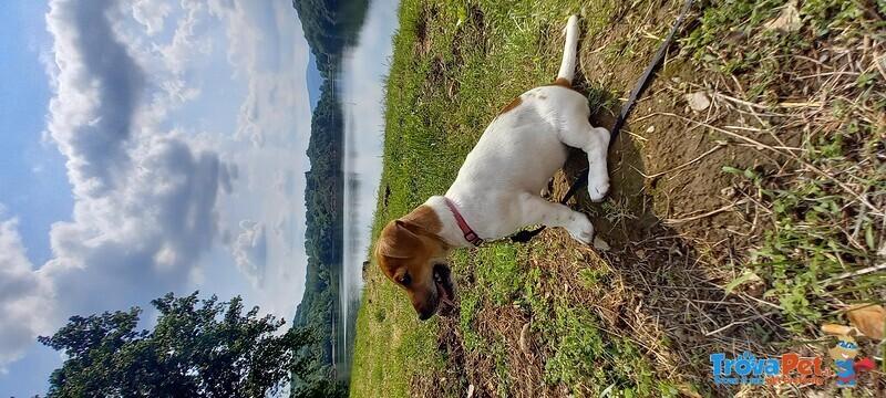 Cucciola a pelo Liscio, con Pedigree - Foto n. 2