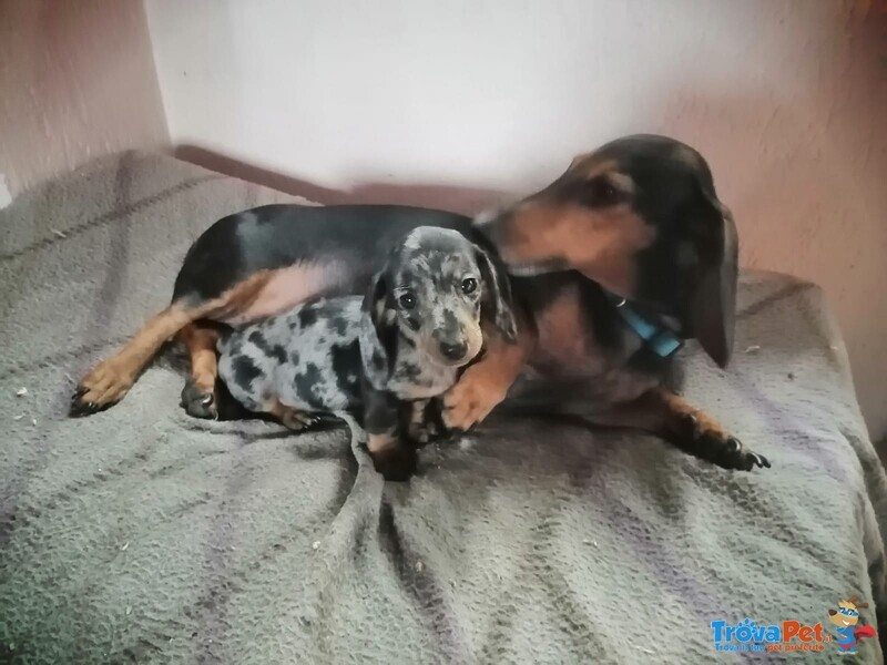 Cuccioli di Bassotto Tedesco a pelo Corto - Foto n. 1