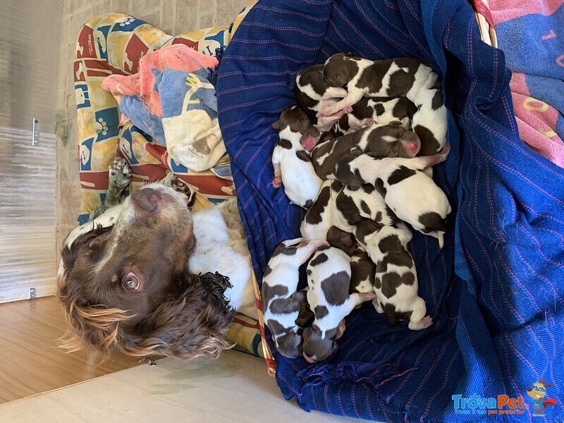 Cuccioli di Springer Spaniel Inglese - Foto n. 1