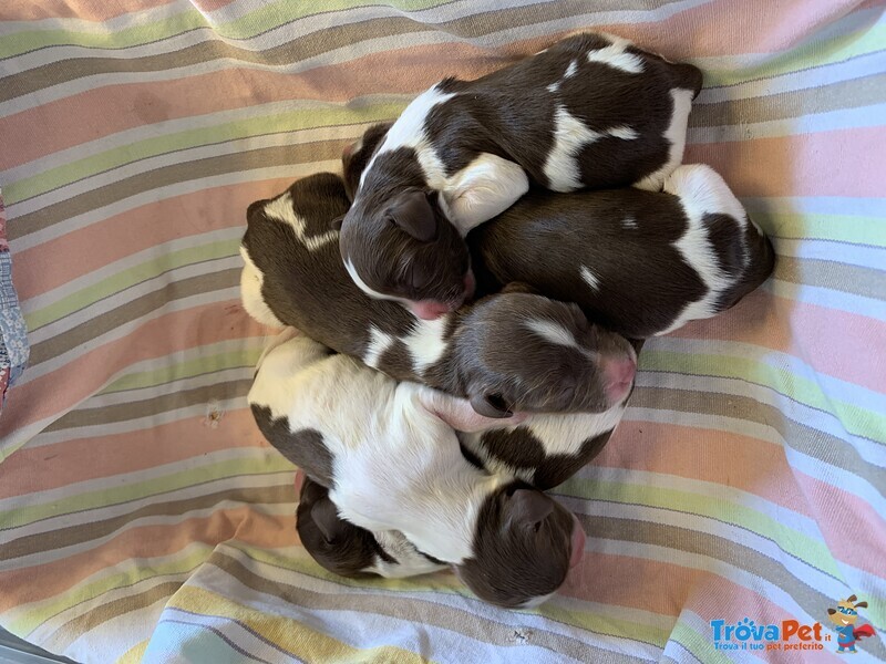 Cuccioli di Springer Spaniel Inglese - Foto n. 2