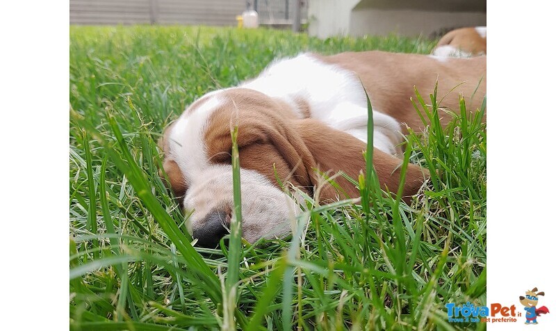 Cuccioli Bassethound - Foto n. 1