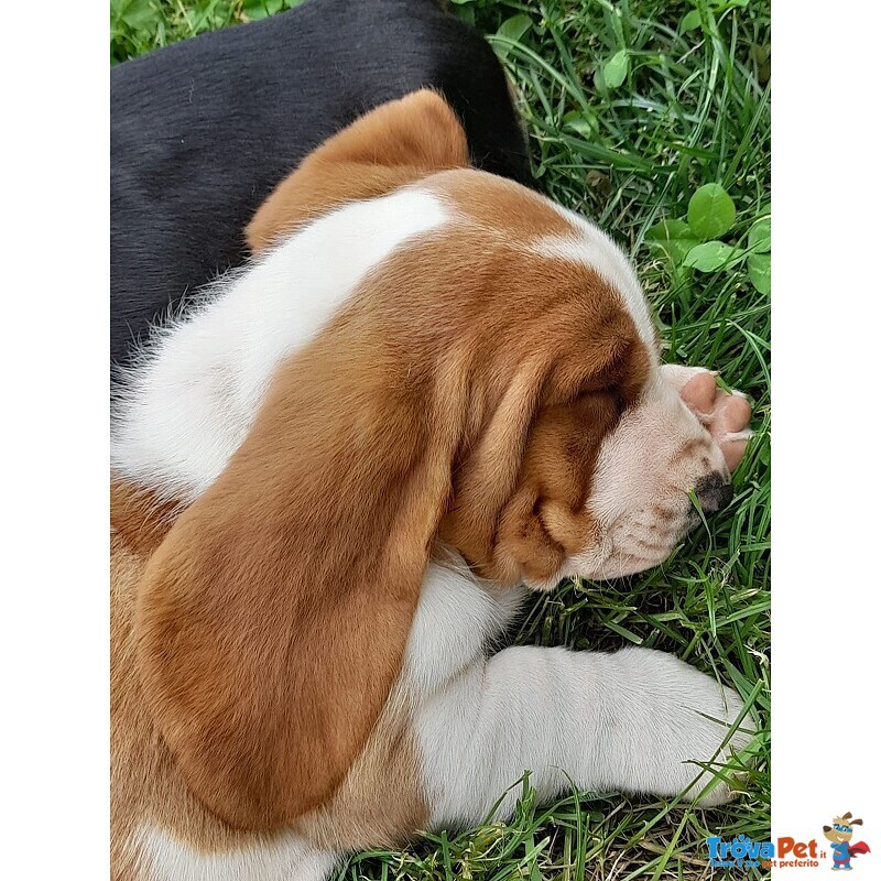 Cuccioli Bassethound - Foto n. 2