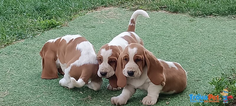 Cuccioli Bassethound - Foto n. 3