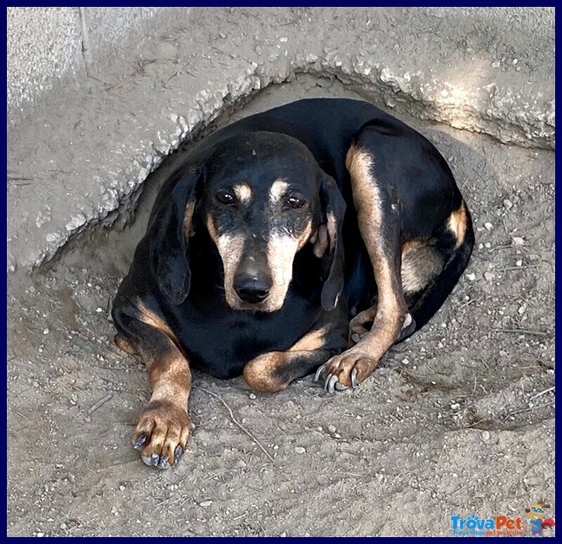 Daima Simil Segugia 4 anni Buonissima Chiusa in Canile - Foto n. 3