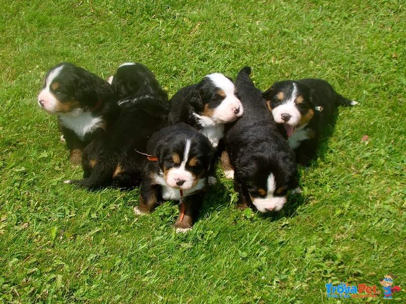 Cuccioli Bovaro del Bernese - Foto n. 1