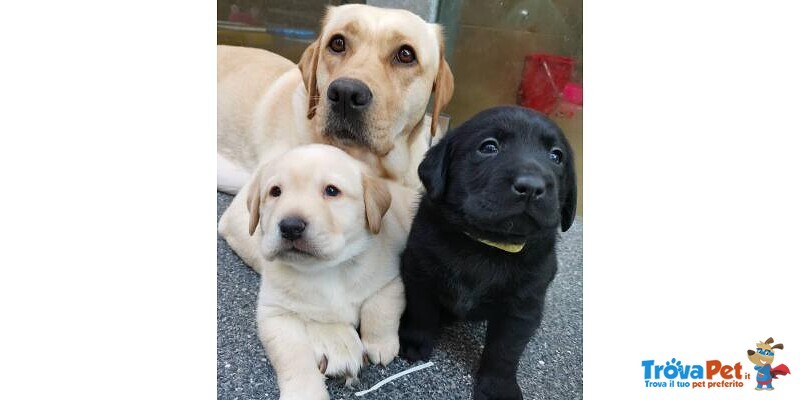 Cuccioli di Labrador - Foto n. 1