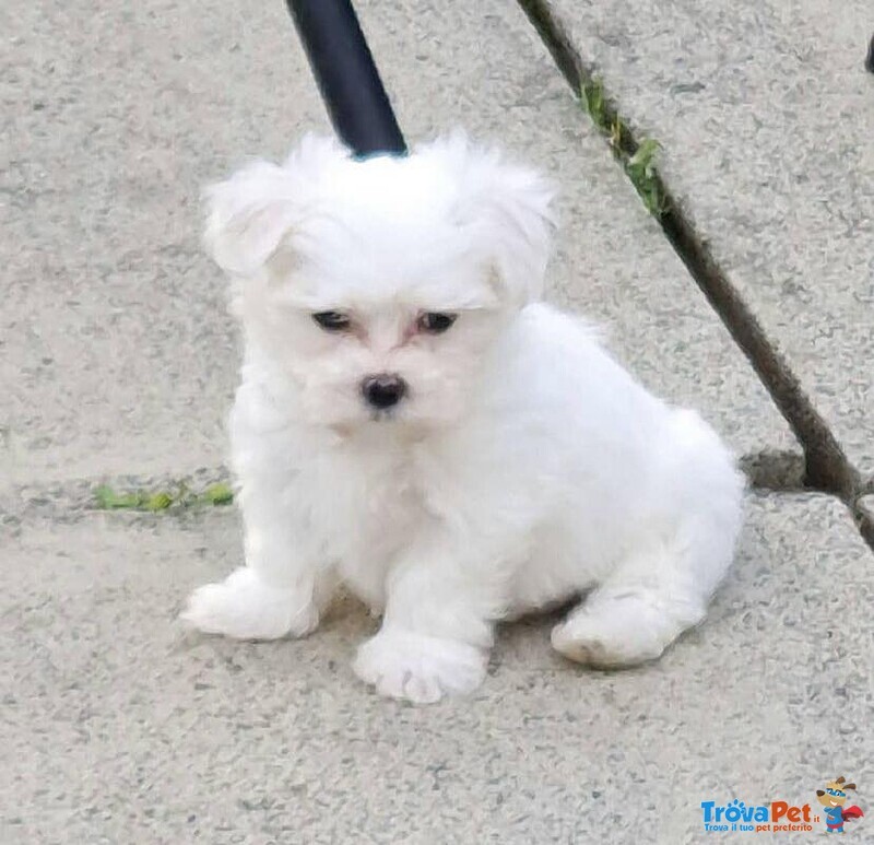 Cucciola di Maltese Taglia Piccola - Foto n. 2