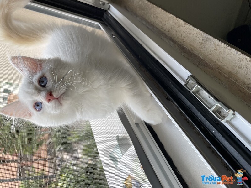 Cuccioli di Siberiano neva Masquerade - Foto n. 3