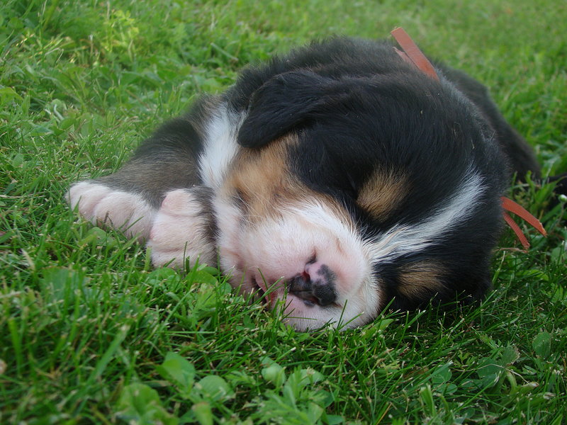 Cuccioli Bovaro del Bernese - Foto n. 3