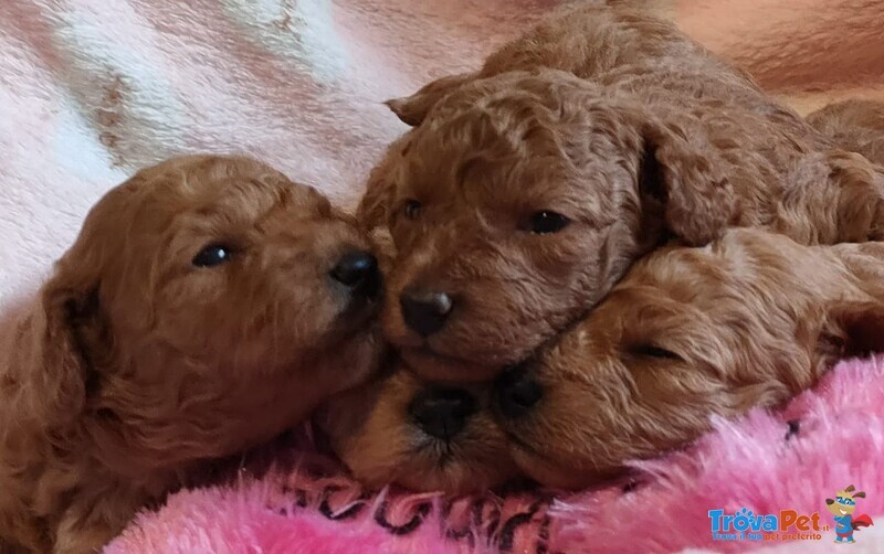 Tutta Italia - Cuccioli di Barboncino - toy, Fulvi - Foto n. 1