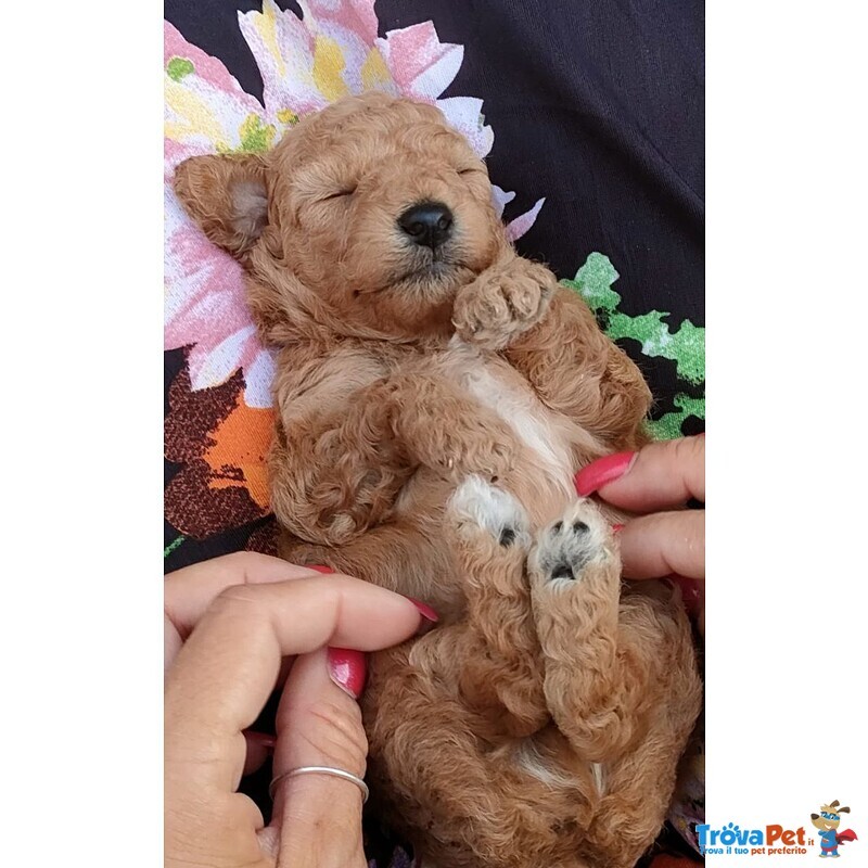 Tutta Italia - Cuccioli di Barboncino - toy, Fulvi - Foto n. 2