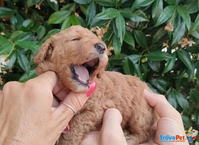 Tutta Italia - Cuccioli di Barboncino - toy, Fulvi - Foto n. 6