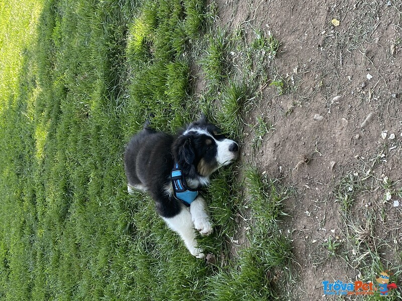 Cucciolo Pastore Australiano Black Tricolor - Foto n. 3